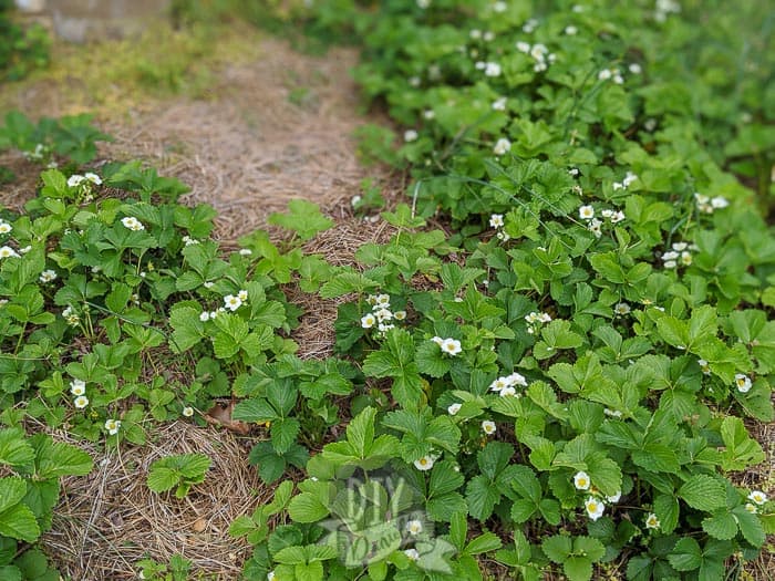 Strawberry plants mulched with pine straw.