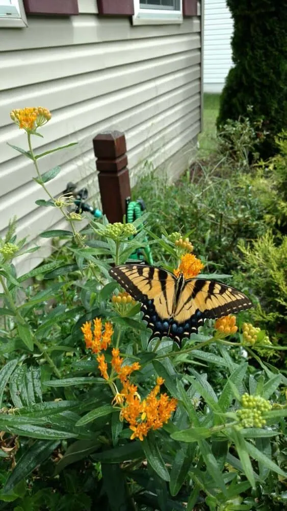 Here's a butterfly on an orange milkweed plant at our last home. Milkweed is an easy to grow outside plant, but prone to aphids.