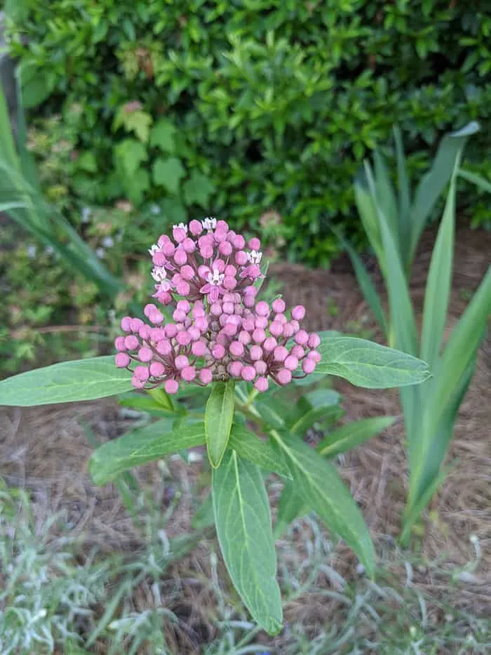 This is a pink flowering milkweed plant coming back from last year.