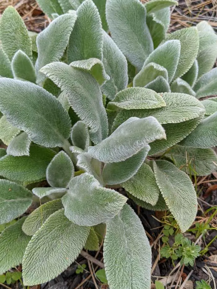 Lamb's Ear early in the season before the flowers bloom.