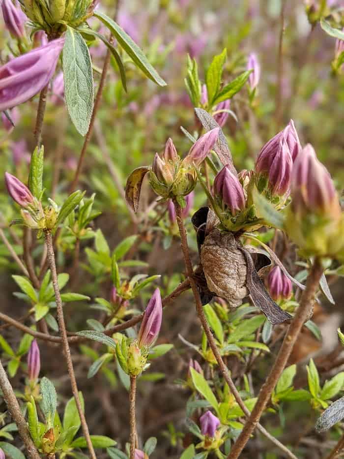 Our Azaleas early this Spring with a Praying Mantis pod attached. The pink flowers are just starting to form and open.