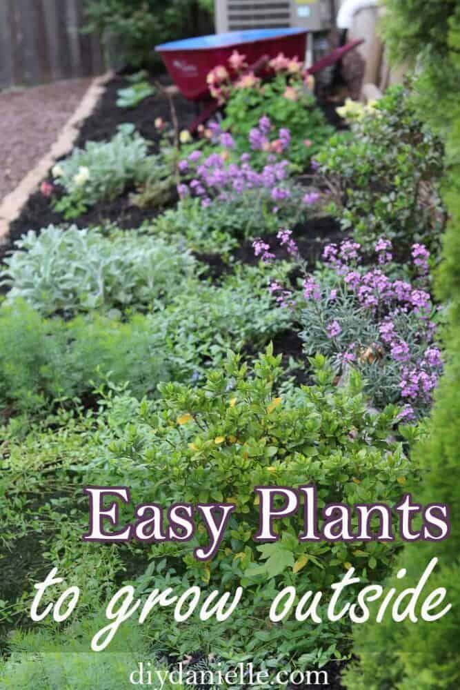 Easy plants to grow outside for your BEST garden ever! These are perfect for front gardens and include a mix of perennials and edible plants.