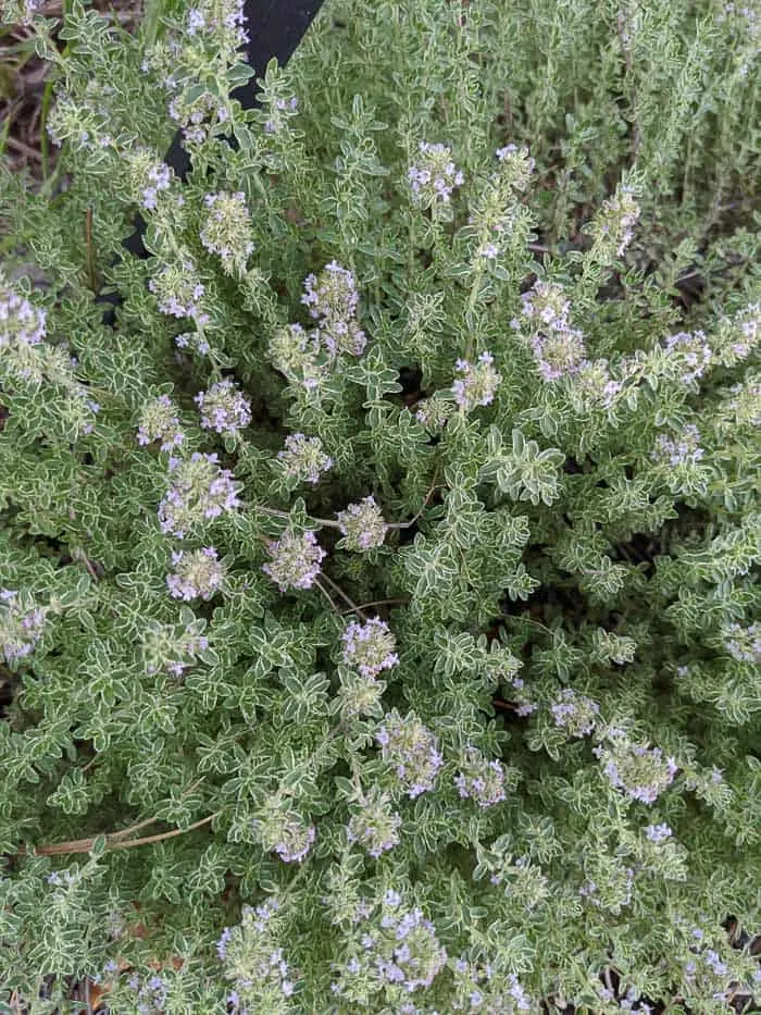 Thyme plants with subtle purple flowers between green and white leaves.