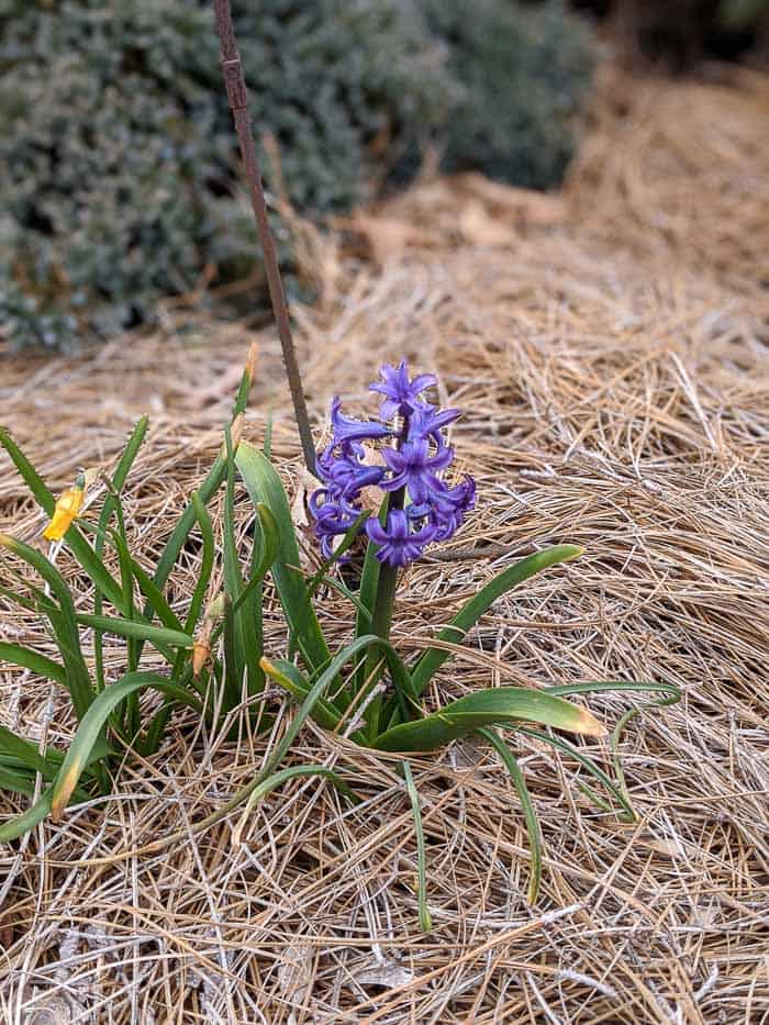 Short grape hyacinth plants. These are such an easy plant to grow outside and they have tolerated a lot of abuse from us!