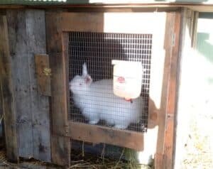 Easy To Build DIY Rabbit Hutch Ideas With Tutorials