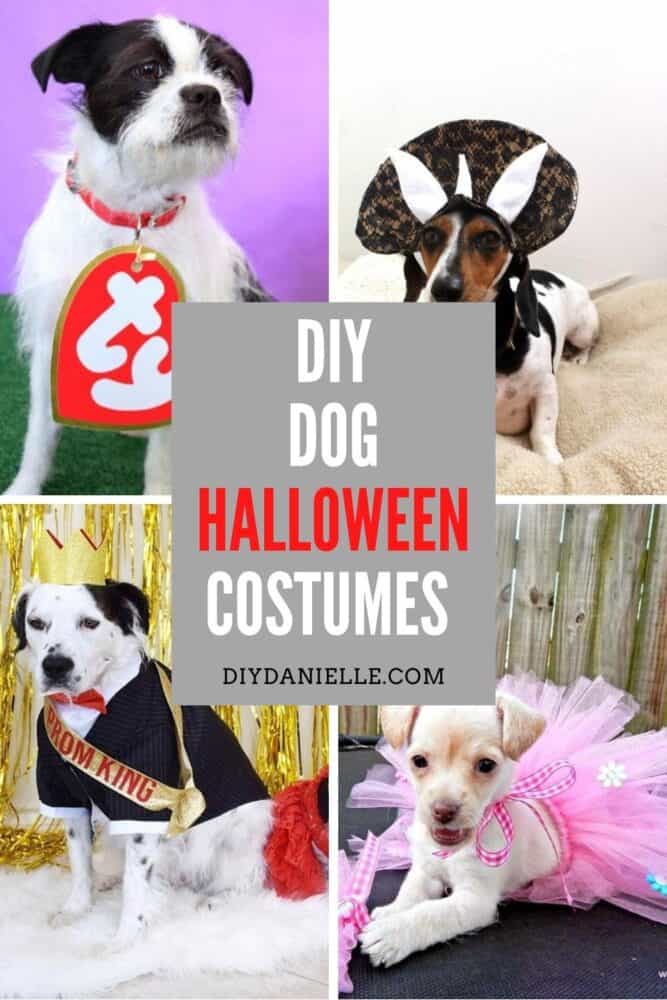 5 Adorable, Homemade Halloween Costume Ideas For Your Dog – DOOGUSA