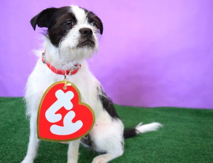 Adorable Dog Halloween Costumes To DIY That Are BudgetFriendly