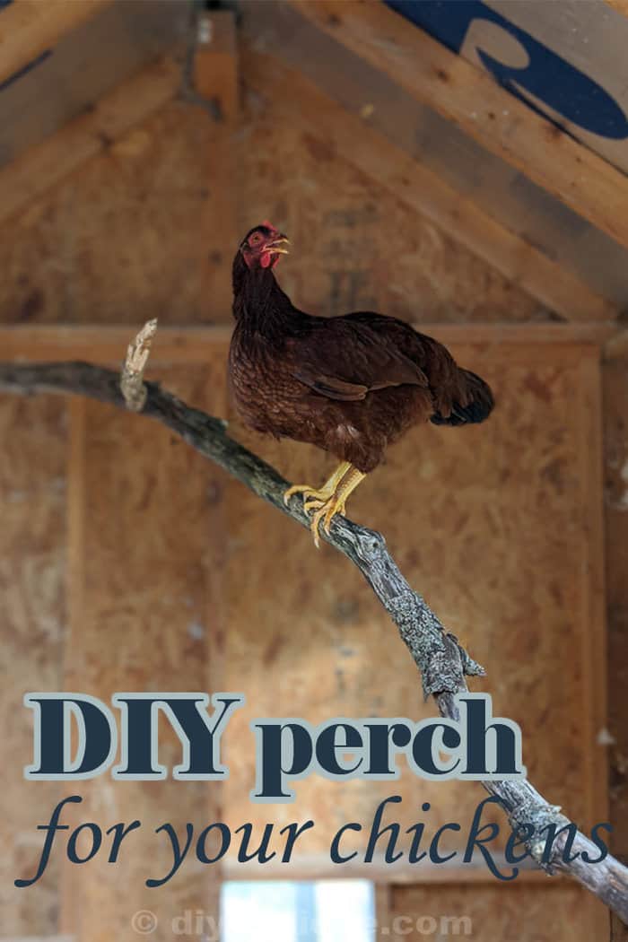 DIY Chicken Roost Idea Using Tree Branches!