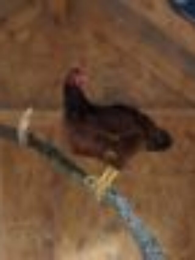 Easy DIY Chicken Roosting Bar