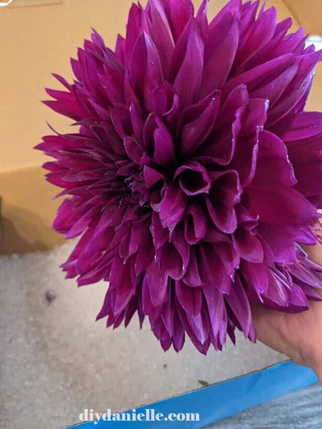 How to Dry Flowers DIY Danielle®