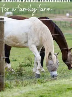 electric fence shown with 2 horses