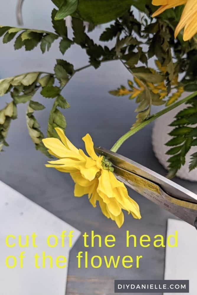 Cutting off the head of a yellow flower so I can dry press it. 