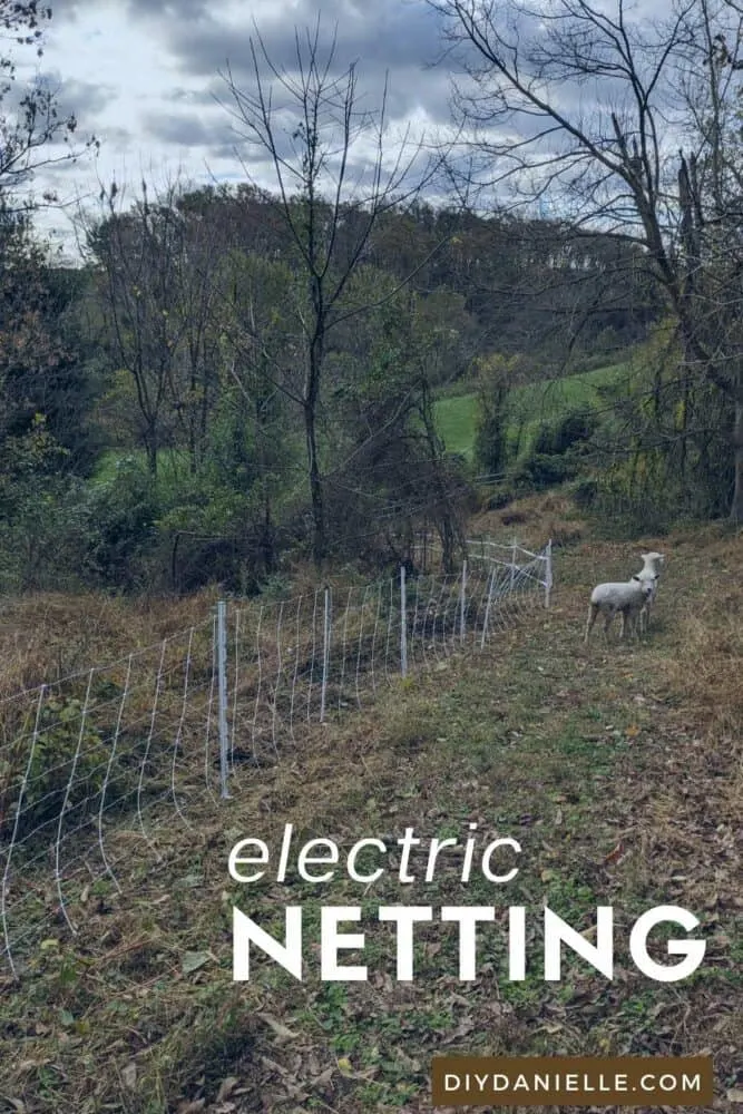 Electric sheep and goat netting through the woods. 