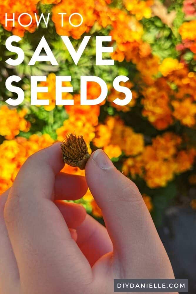 How to save seeds from your garden. Photo of my son holding the head of a marigold flower, ready to harvest the seeds.