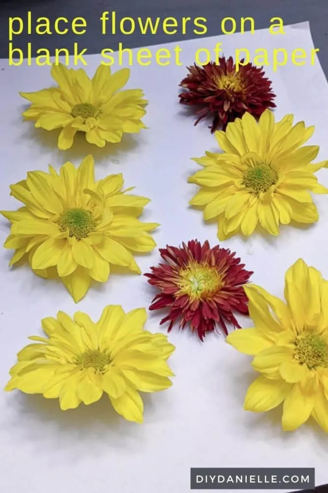Lining flower heads of a similar size up on a piece of plain paper to absorb any moisture.