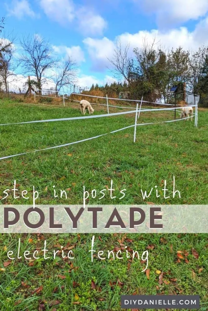 Step in electric fence posts (white plastic) with two strands of polytape. Two sheep grazing nearby.