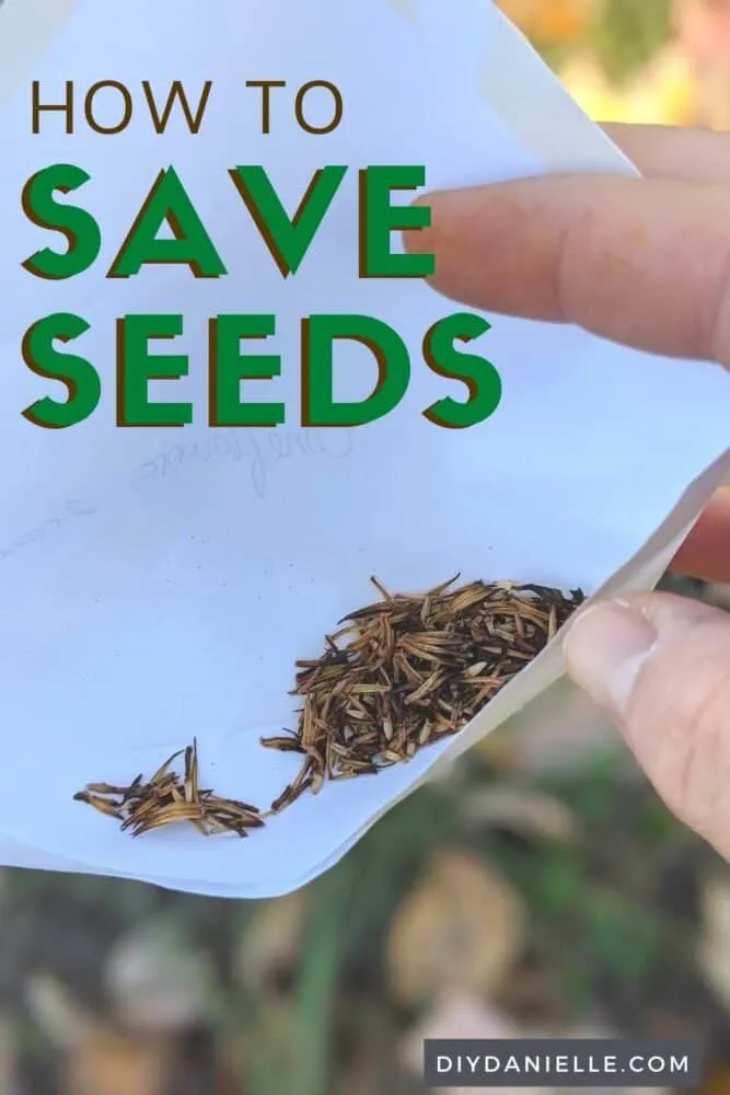 How to save seeds from your garden! Photo of some flower seeds inside a white envelope.