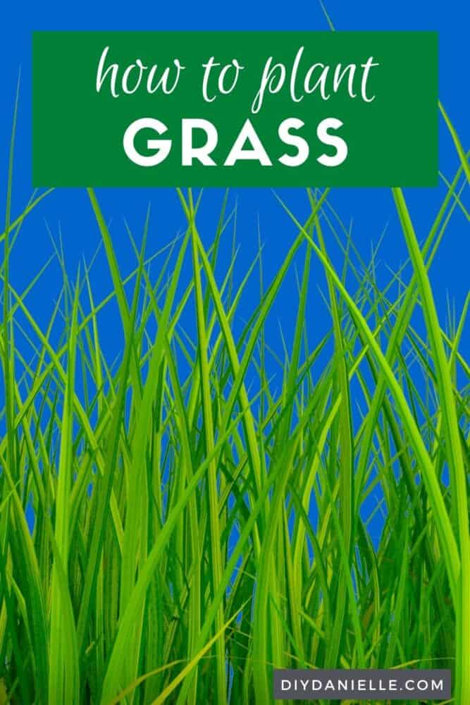 How to plant grass: close up picture of grass.