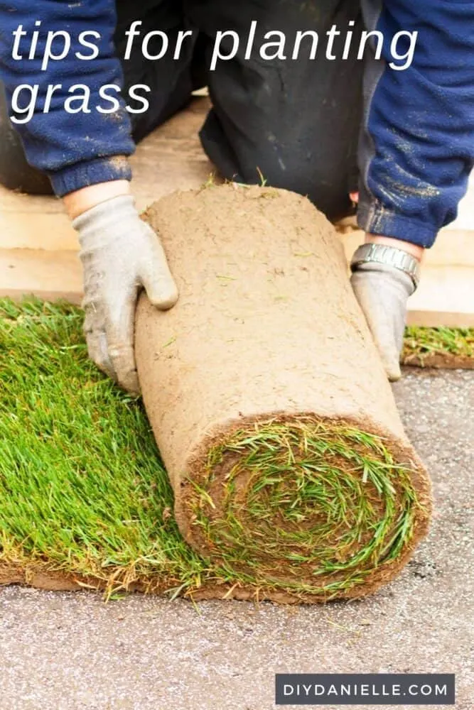 Tips for planting grass: Photo of someone rolling out sod.