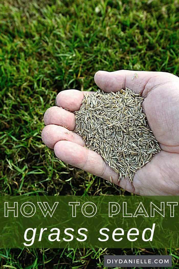 How to Plant Grass DIY Danielle®