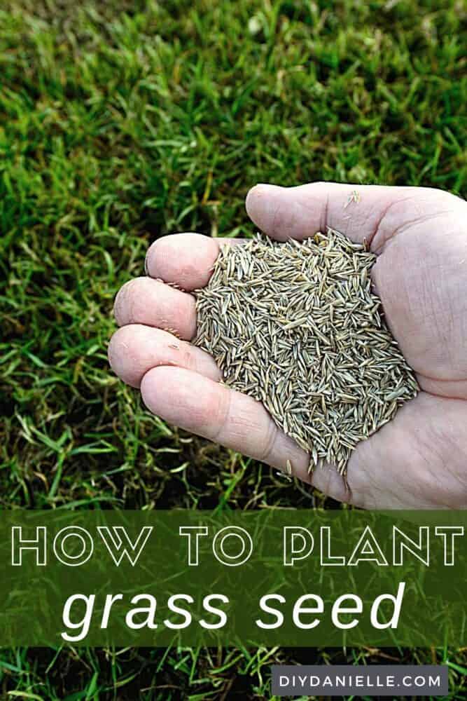 How to Plant Grass Seed: Photo of a handful of grass seed with a lawn in background.