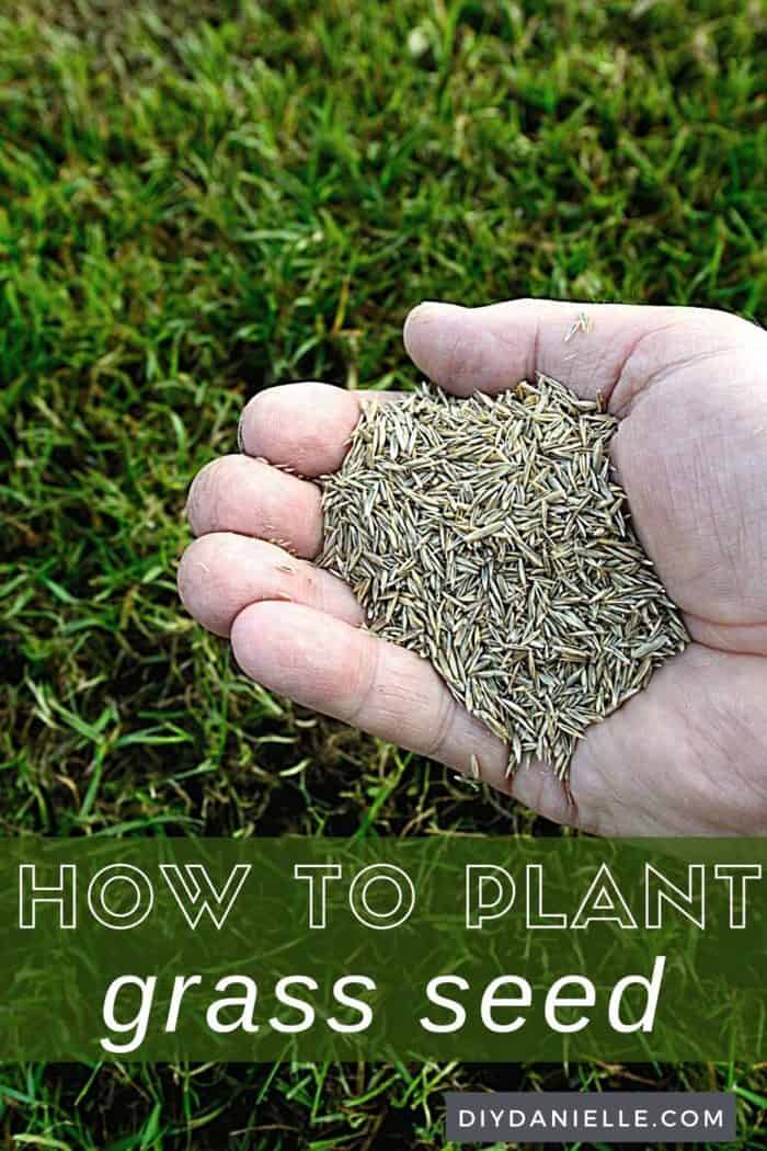 How to Plant Grass DIY Danielle®