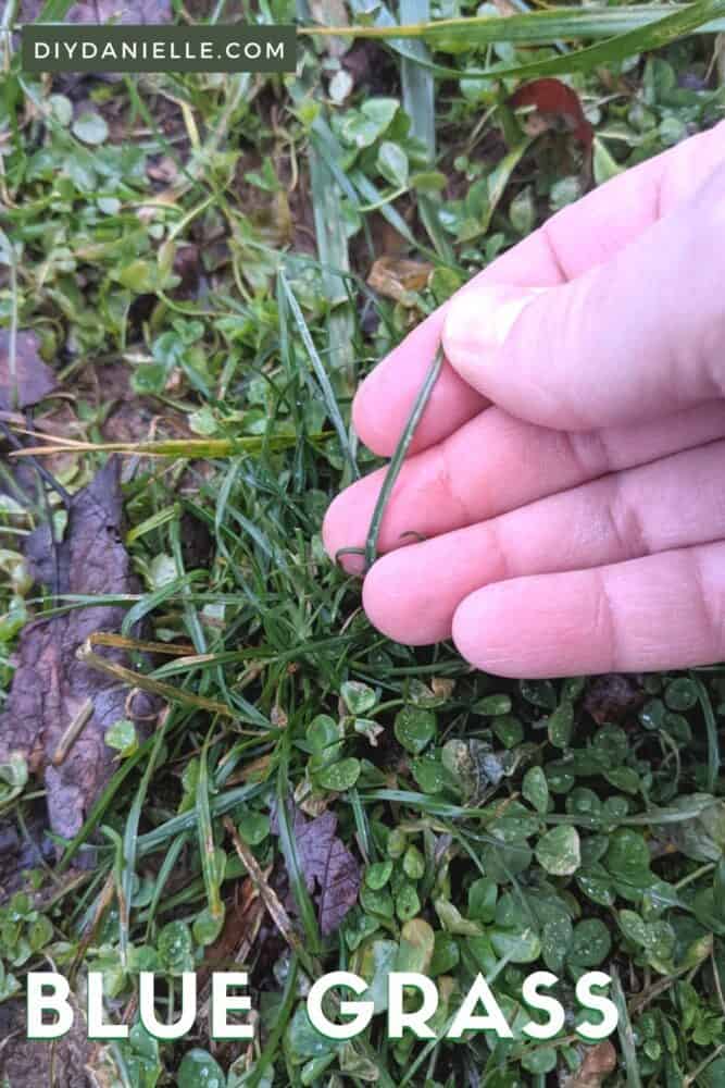 A piece of Kentucky Blue Grass amid other grasses and clover in the late Fall.