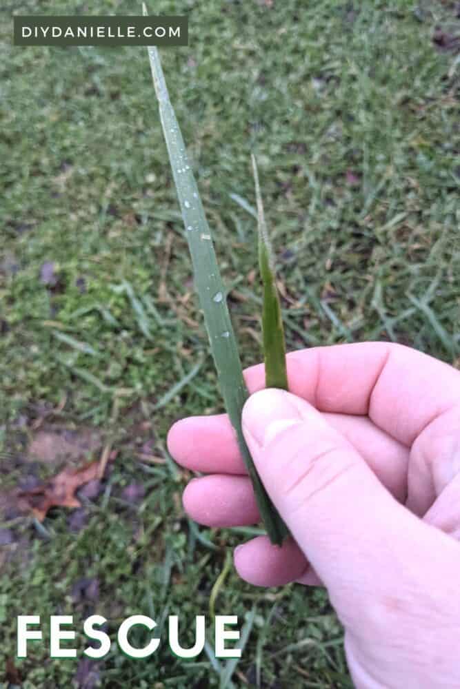 Fescue grass has larger blades.