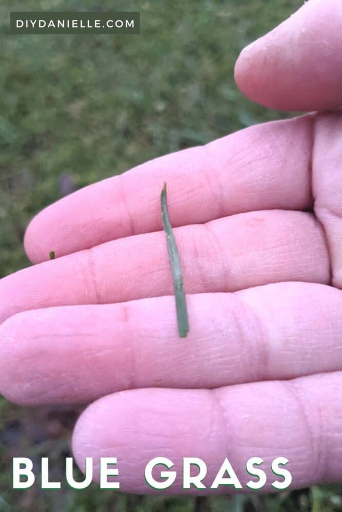 Small piece of Kentucky blue grass against my hand.