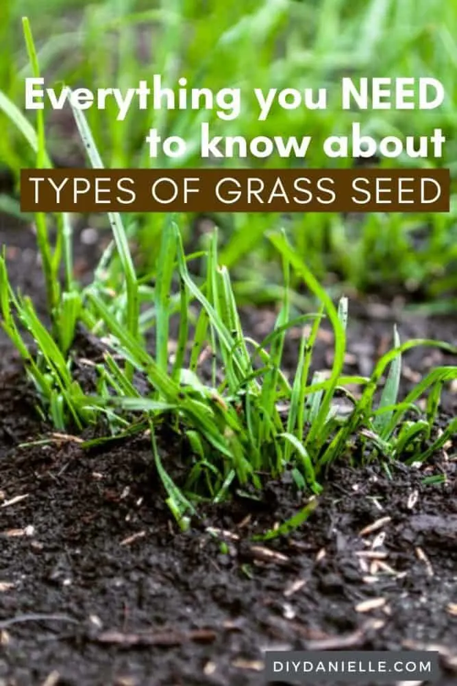 Everything you need to know about types of grass and grass seed. Photo of green grass in dark rich soil. 