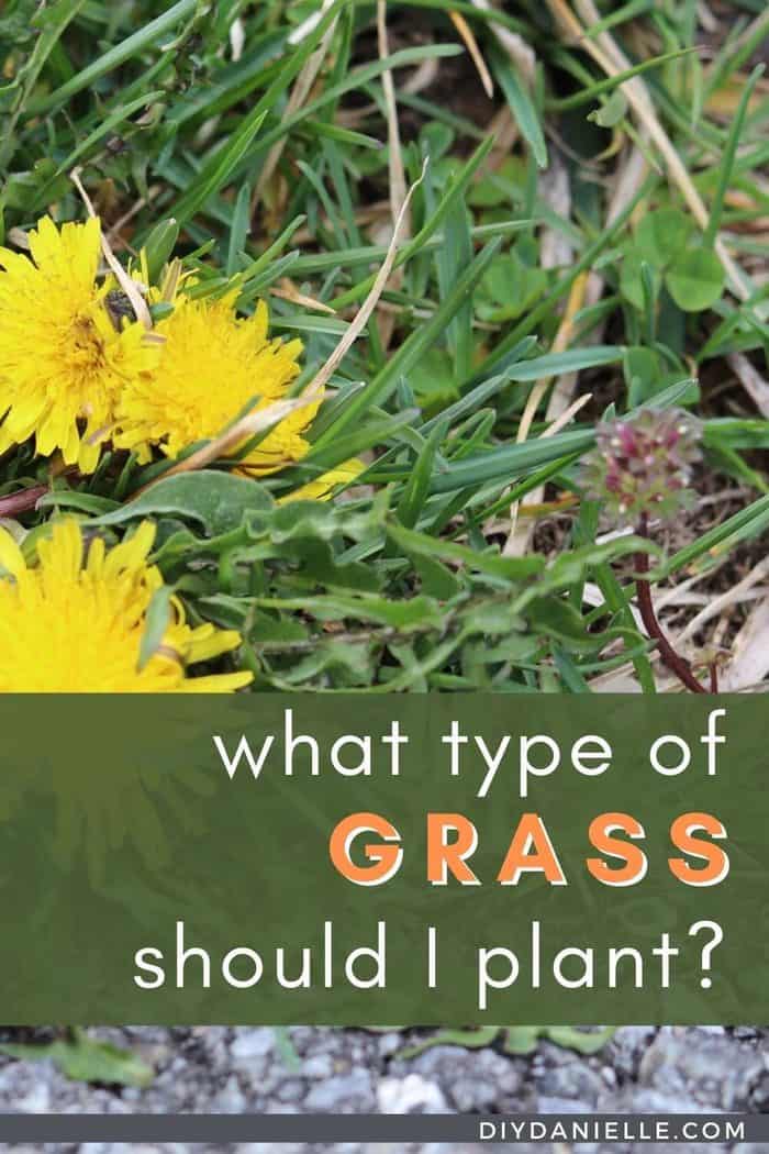 Types of Grass Seed for Your Lawn and Pasture DIY Danielle®