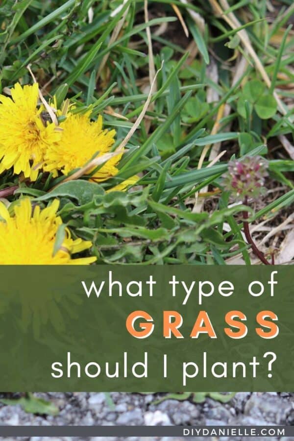 Types of Grass Seed for Your Lawn and Pasture - DIY Danielle®