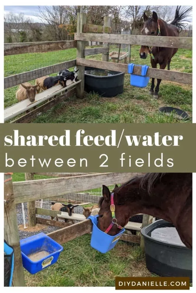 Shared Feed/Water between two fields to make farm chores easier. My chore and goats eat next to each other and share a trough. This means I only need to fill one trough instead of two.