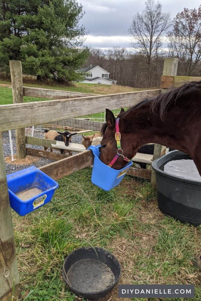 Shared feeding area for two fields. My horse and goats eat sort of side by side, but in different fields. I can feed them all at the same time and use a stall in my run in shed for feed storage.