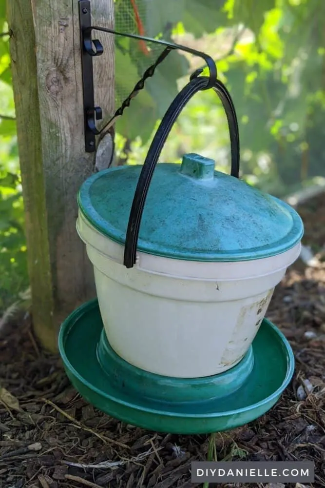 Chicken waterer hanging off a post in the chicken run from a plant bracket.