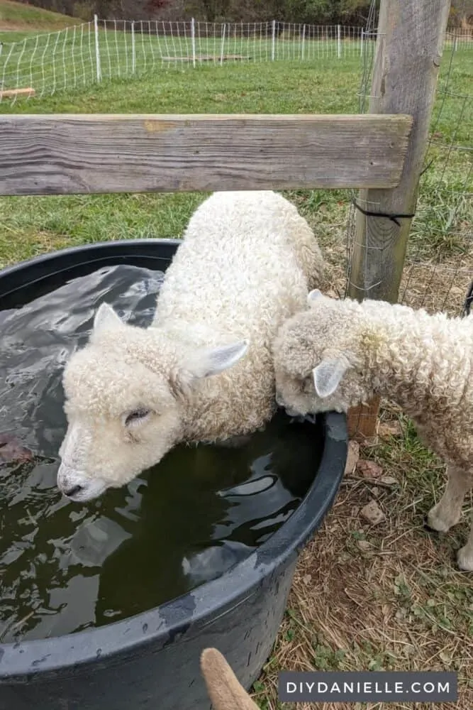 Sheep in a water trough... she decided to try to swim her way to the other field. The grass is always greener?