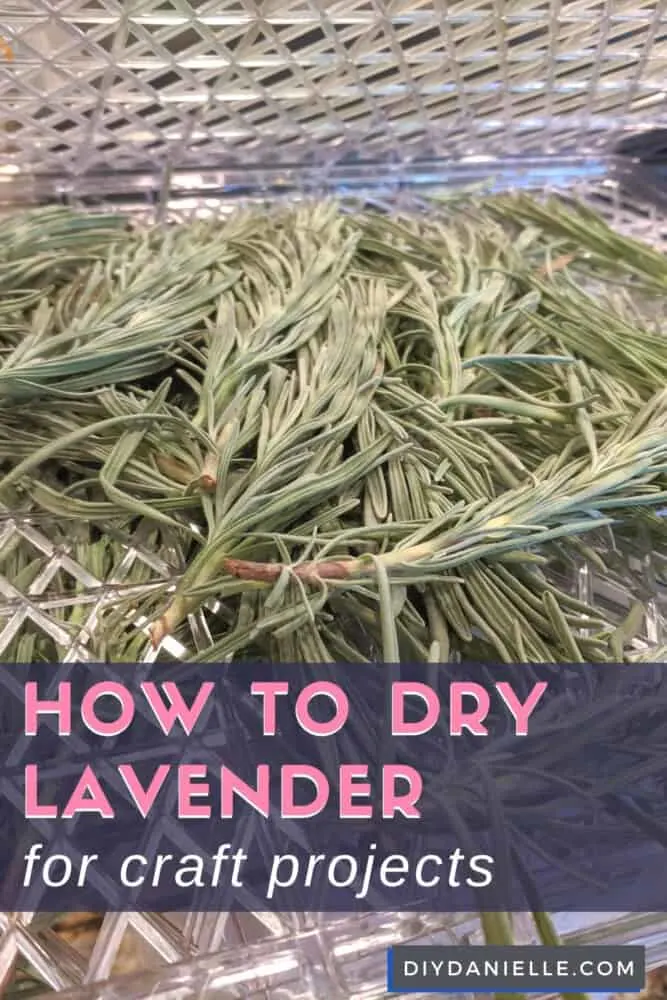 How to harvest and dry lavender for use in craft projects.