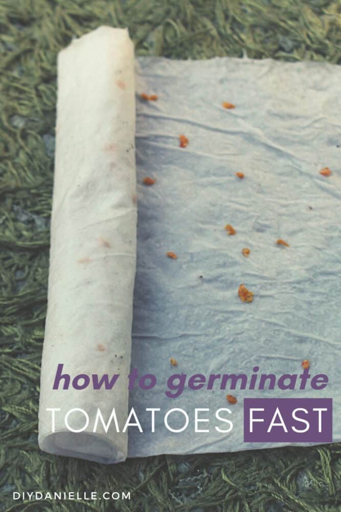 How to germinate tomatoes fast using the paper towel method. Photo of a paper towel, partially rolled up, with tomato seeds on it.