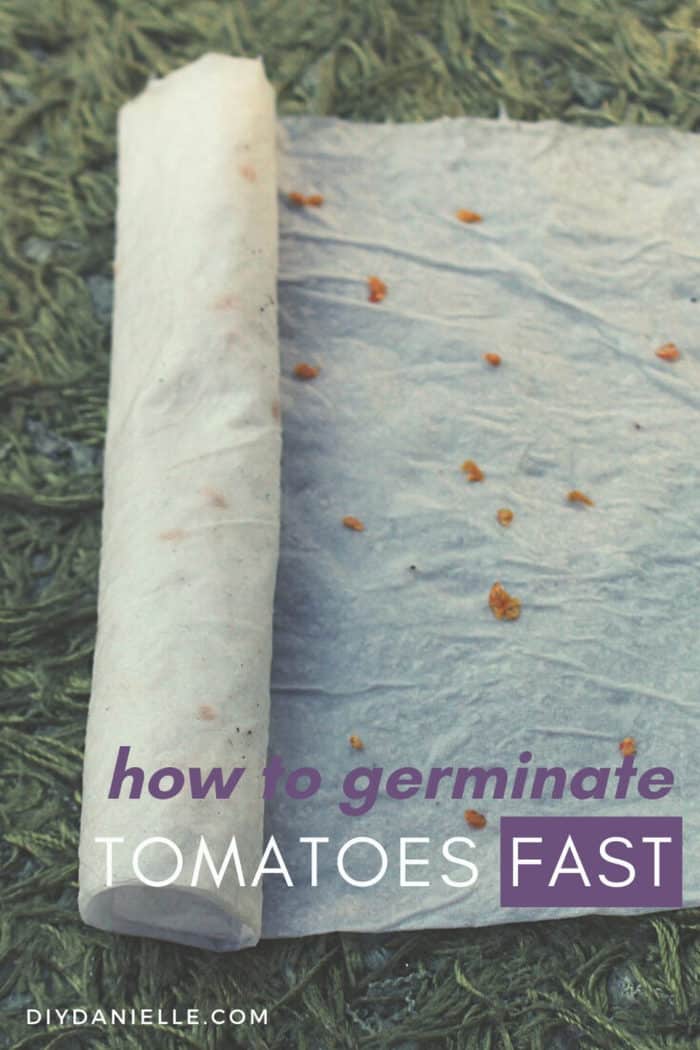 Germinating Seeds in a Paper Towel How to Germinate Tomato Seeds