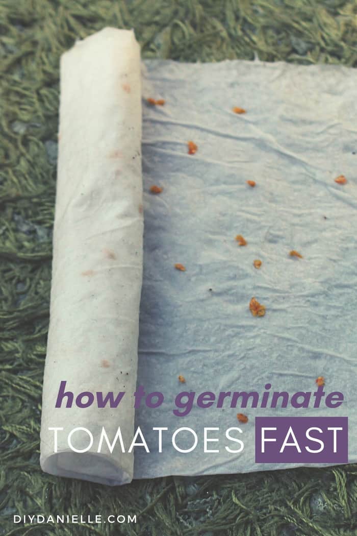 paper towels with seeds planted