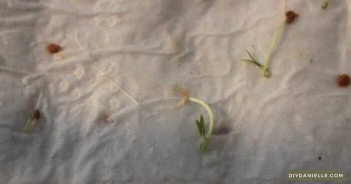 Unrolled paper towel with tomato seeds that have gone through germination process.