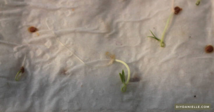 Germinating Seeds in a Paper Towel