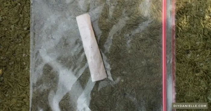 Placing a rolled, wet paper towel with tomato seeds on it into a plastic zip bag.
