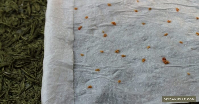 Rolling up a paper towel with tomato seeds on it, loosely.