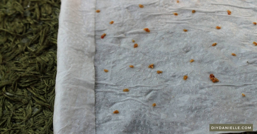 Germinating Seeds in a Paper Towel How to Germinate Tomato Seeds