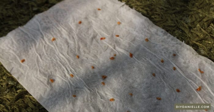 Tomato seeds placed on a paper towel so they aren't touching.