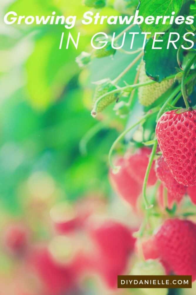 Photo of green and red ripe strawberries hanging down. Text: Growing Strawberries in Gutters