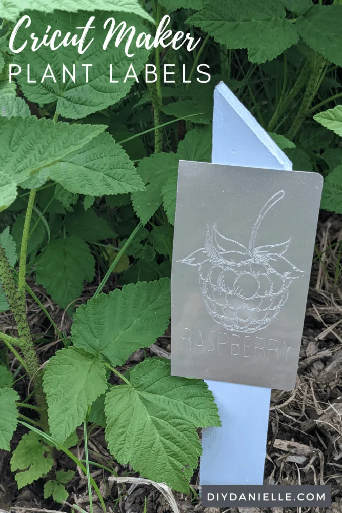 Plant labels made with the Cricut Maker: Raspberry bushes in background with a blue stake and an engraved aluminum plant label that says "raspberry." 