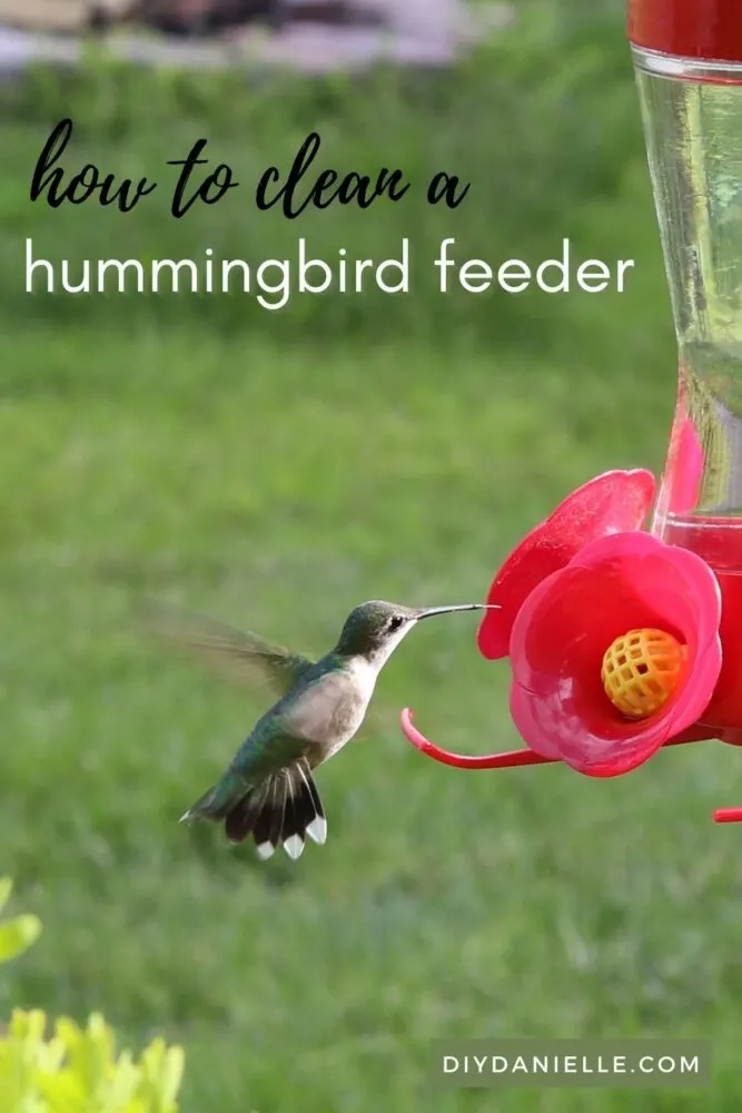 How to Clean a Hummingbird Feeder: How and why you need to clean your feeder REGULARLY so your birds won't get sick.