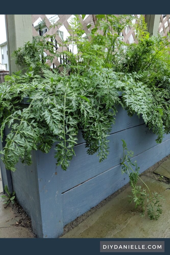 Carrots growing in the front of the privacy planters. 